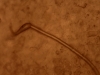 image-5bb4ccccdccdf6ef7c85d0f24842d53990937d5e
